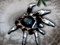 Arachnid Wars 1.5